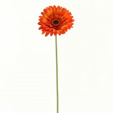 24"GERBERA A4