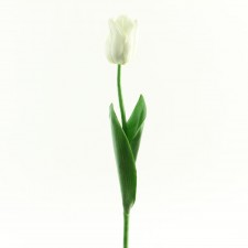 25" ANGEL TULIP ICE CREAM