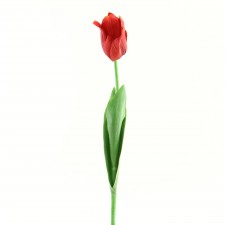 25" ANGLE TULIP RED A25 B14