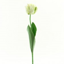 24.5" PARROT TULIP CREAM