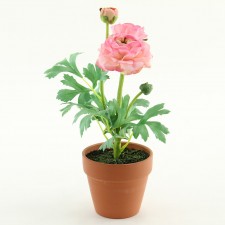 13" RANUNCULUS POTTED PINK