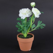 13" RANUNCULUS POTTED SPR.WHT
