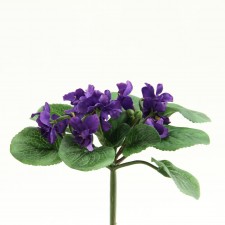 6" VIOLET BUSH VIOLET