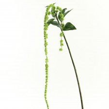 24" AMARANTHUS SPRAY X3 GRN