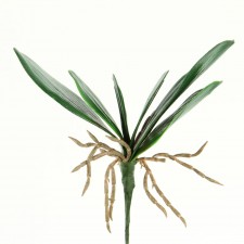 10"ORCHID LEAF X6 W/ROOTS GRN