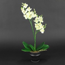 16" PHALAENOPSIS X18 POTTED