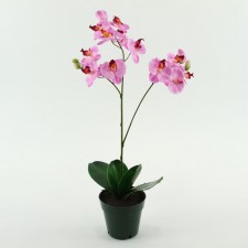 19" PHALAENOPSIS X12 POTTED