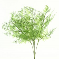 25" ASPARAGUS SPRAY
