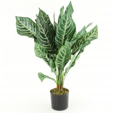 28" ZEBRA PLANT POTTED