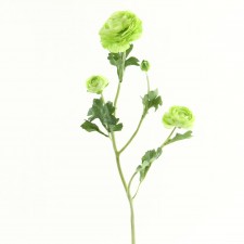 26" RANUNCULUS SPRAY X4 GREEN