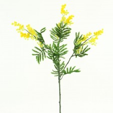 30"MOUNTAIN MIMOSA SPRAY