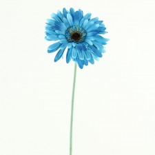 29" GERBERA STEM BLUE