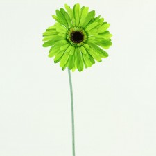 29"GERBERA STEM A4