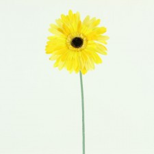 29" GERBERA STEM DK.YELLOW