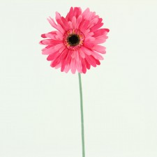 29" GERBERA STEM LT.PINK