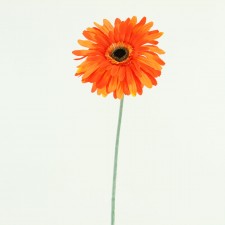 29" GERERA STEM ORANGE