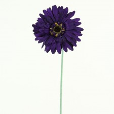 29 GERBERA STEM VIOLET