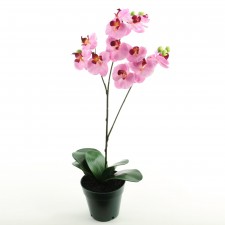19" PHALEANOPSIS POTTED M4