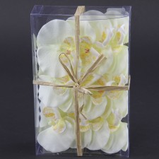 PHALAENOPSIS 12/BX CREAM A25