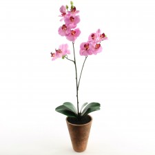 24" PHALAENOPSIS W/POT M25