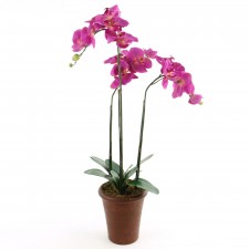 29" PHALAENOPSIS W/POT M25