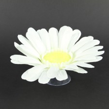 DAISY W/SUCTION CUP CREAM