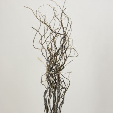 3' - 4' CURLY WILLOW