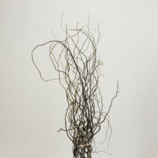 CURLY WILLOW 2' TO 3'