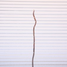 4'-5' CURLY WILLOW POLE