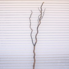 8'-9' CURLY WILLOW FORK