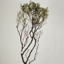 MANZANITA BUSH