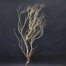 4' TO 5' MANZANITA BUSH