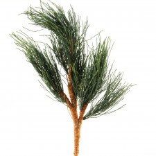 LONG NEEDLE PINE X3 GREEN  A6
