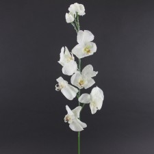 33.5"PHALAENOPSIS SPRAY A5