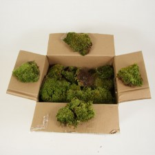 MOOD MOSS 2 CUBIC FT