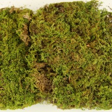 SHEET MOSS 4OZ