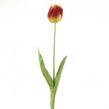 SM FRENCH TULIP FLAME A6 B2