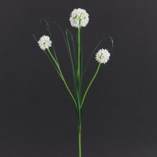 ALLIUM WHITE  B6