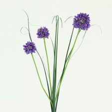 ALLIUM PURPLE B6