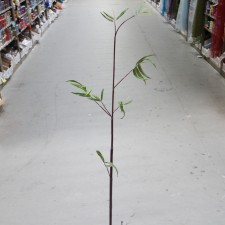 66"DENDROCALAMUS BAMBOO A6