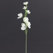 18" SWEETPEA CREAM B6