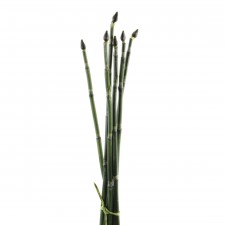 24"LUCKY BAMBOO 6PC/BNDL A6