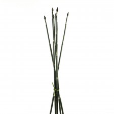30"LUCKY BAMBOO 6/BU A5