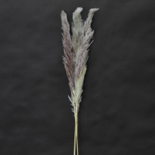 DRIED PAMPAS GRASS