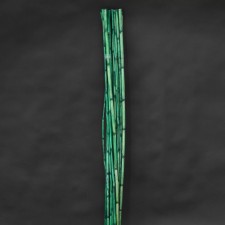 48"CANNA BASIL