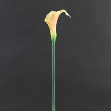 22"SM.CALLA LILY SPRAY A4
