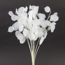 14"LUNARIA SLVR DOLLAR 12/BU