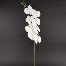 60" GIANT PHALAENOPSIS