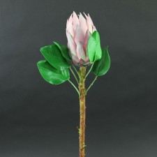 28" KING PROTEAS