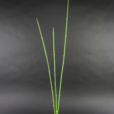 RIVER CANE X3 GREEN